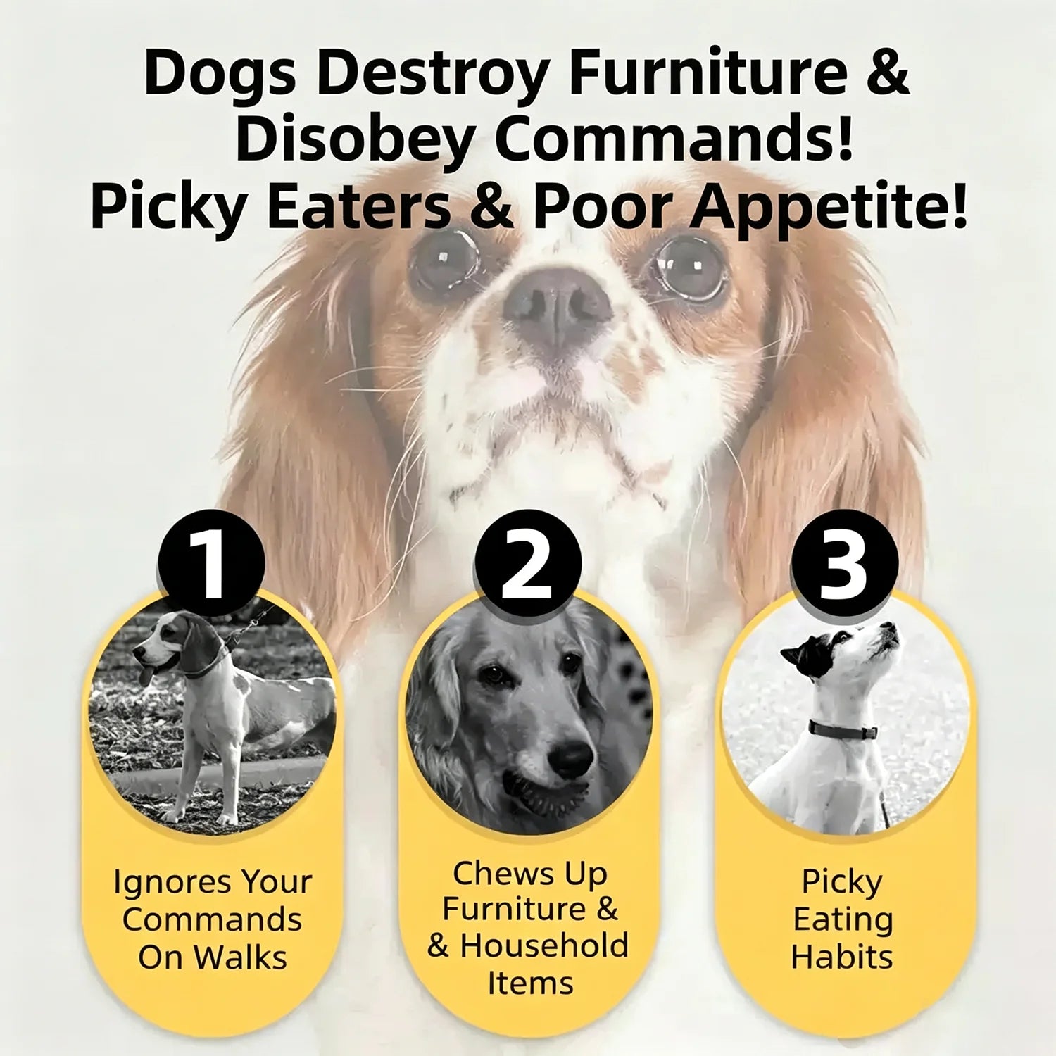 Beef Jerky Dog Training Treats