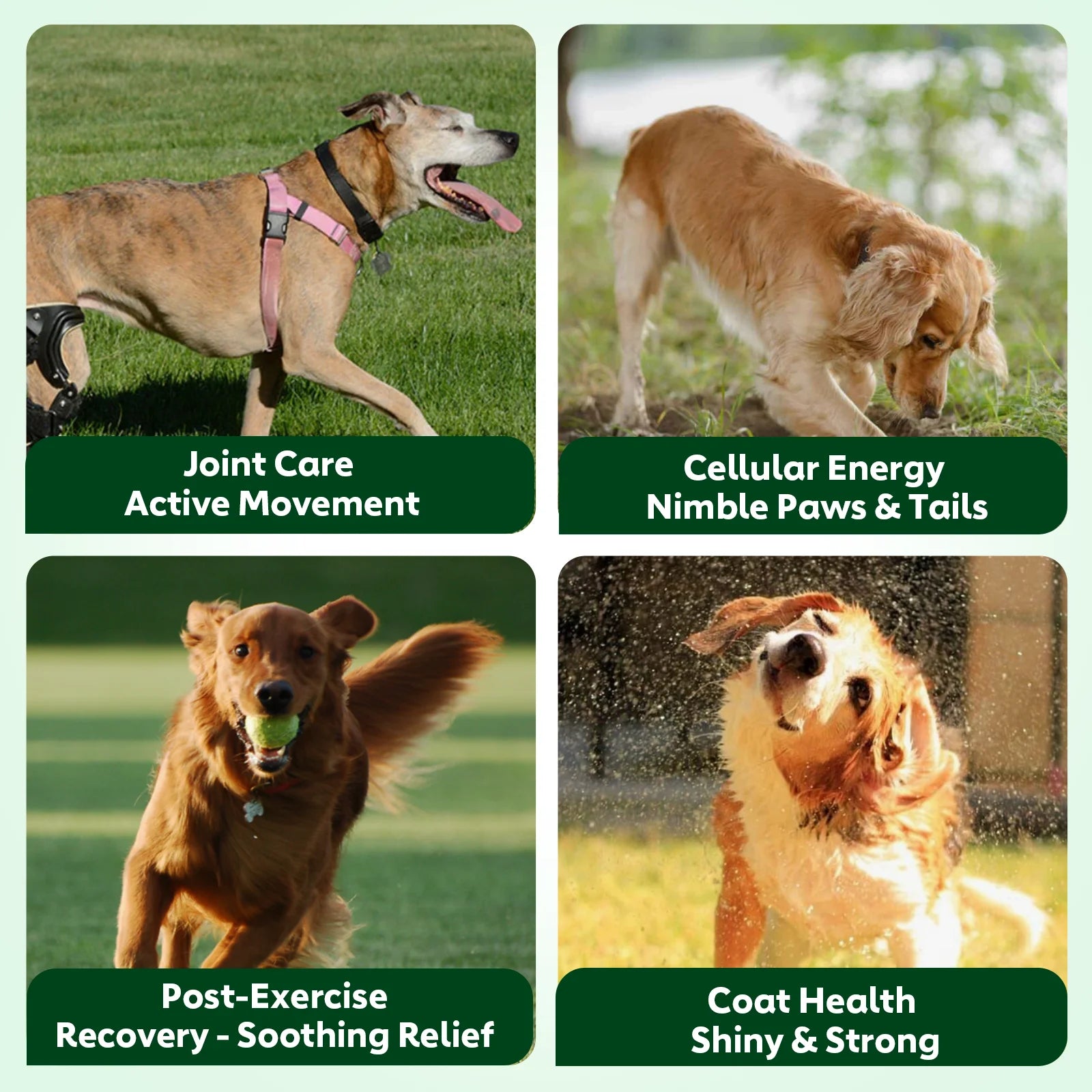 Senior Dog Vitamin Chews