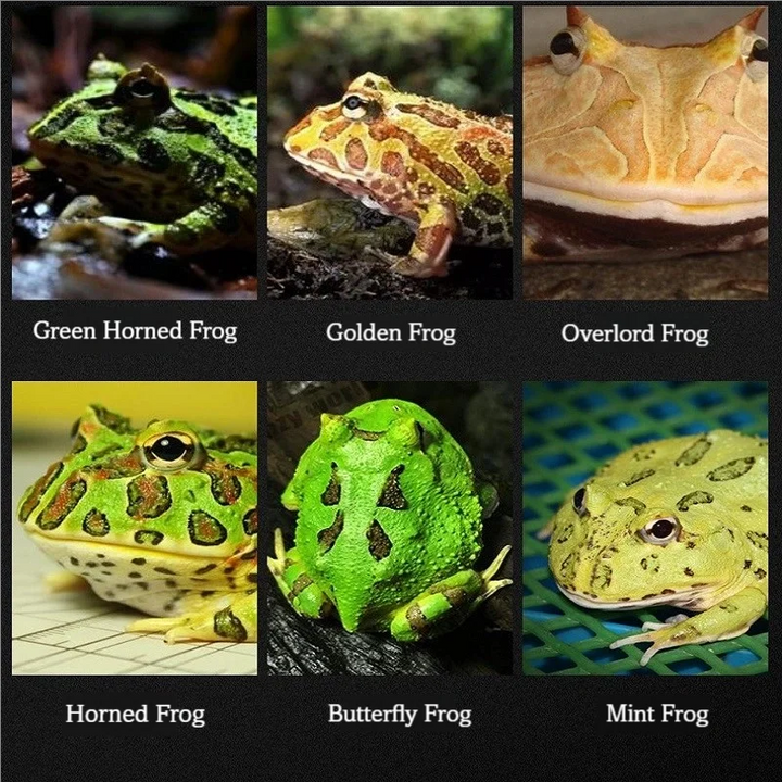 Horned Frog High-Protein Food